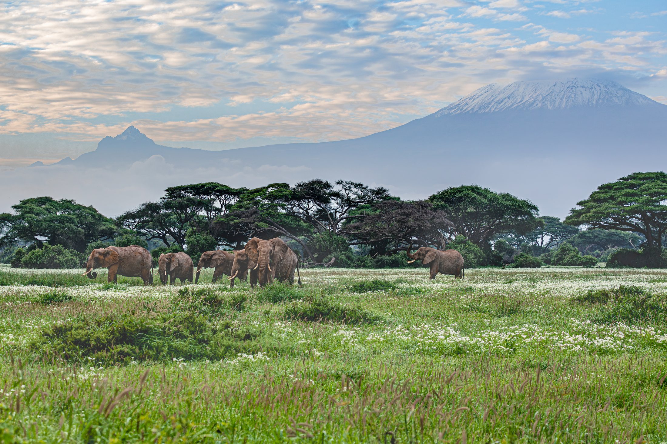 Amboseli National Park with Mount Kilimanjaro