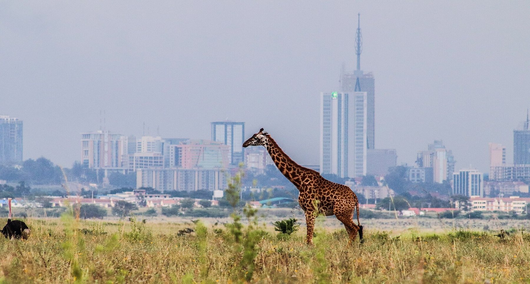 Giraffe with the Nairobi skyline in the background