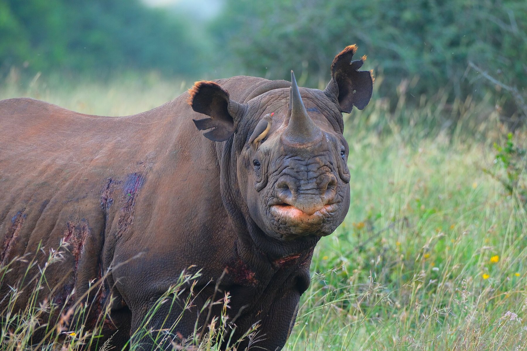 Black rhino photographed in Nairobi National Park
