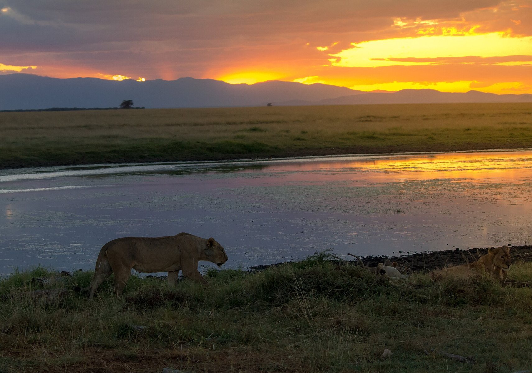 Sunset scene in Amboseli National Park