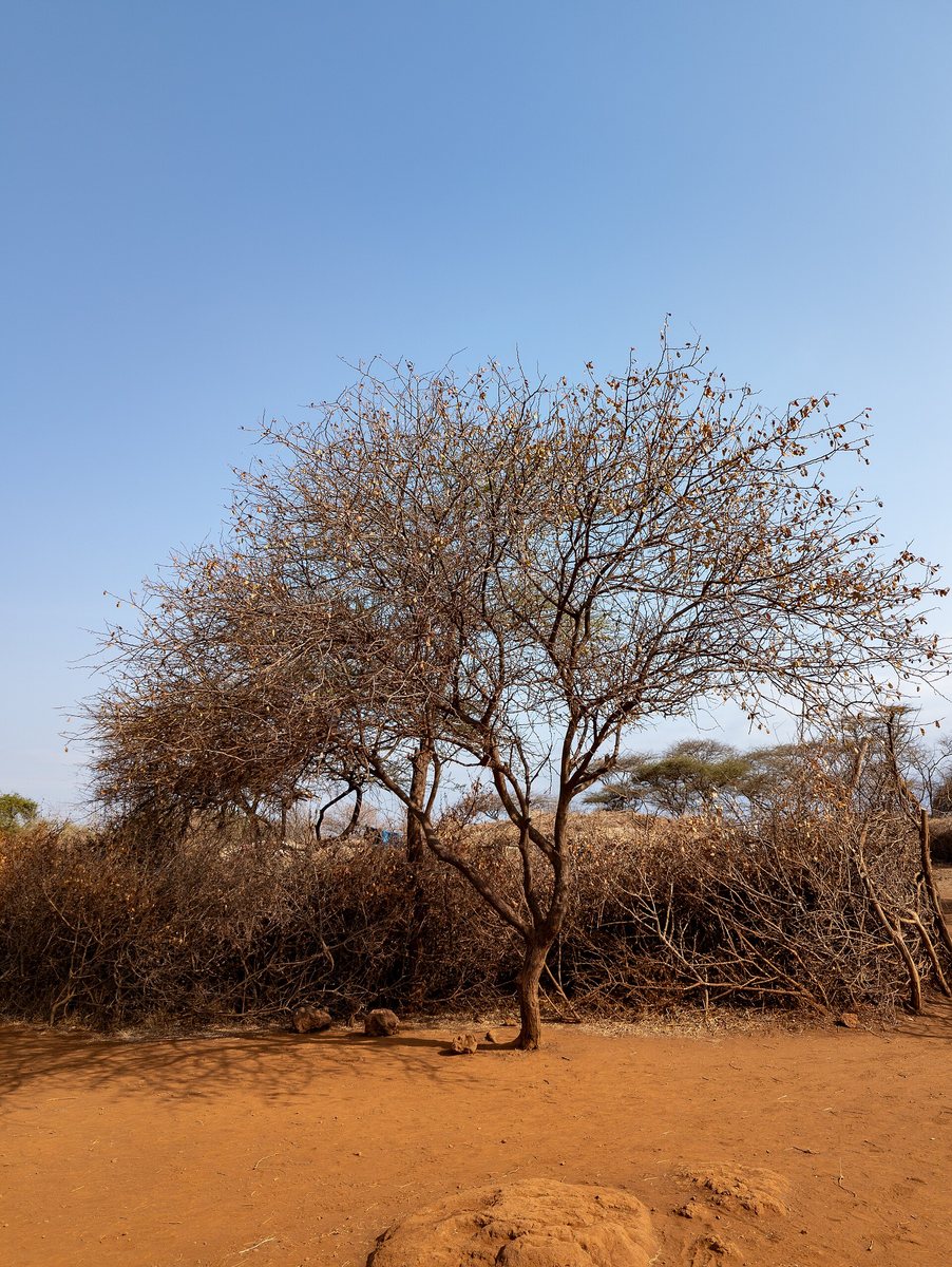 Maasai village near Amboseli National Park
