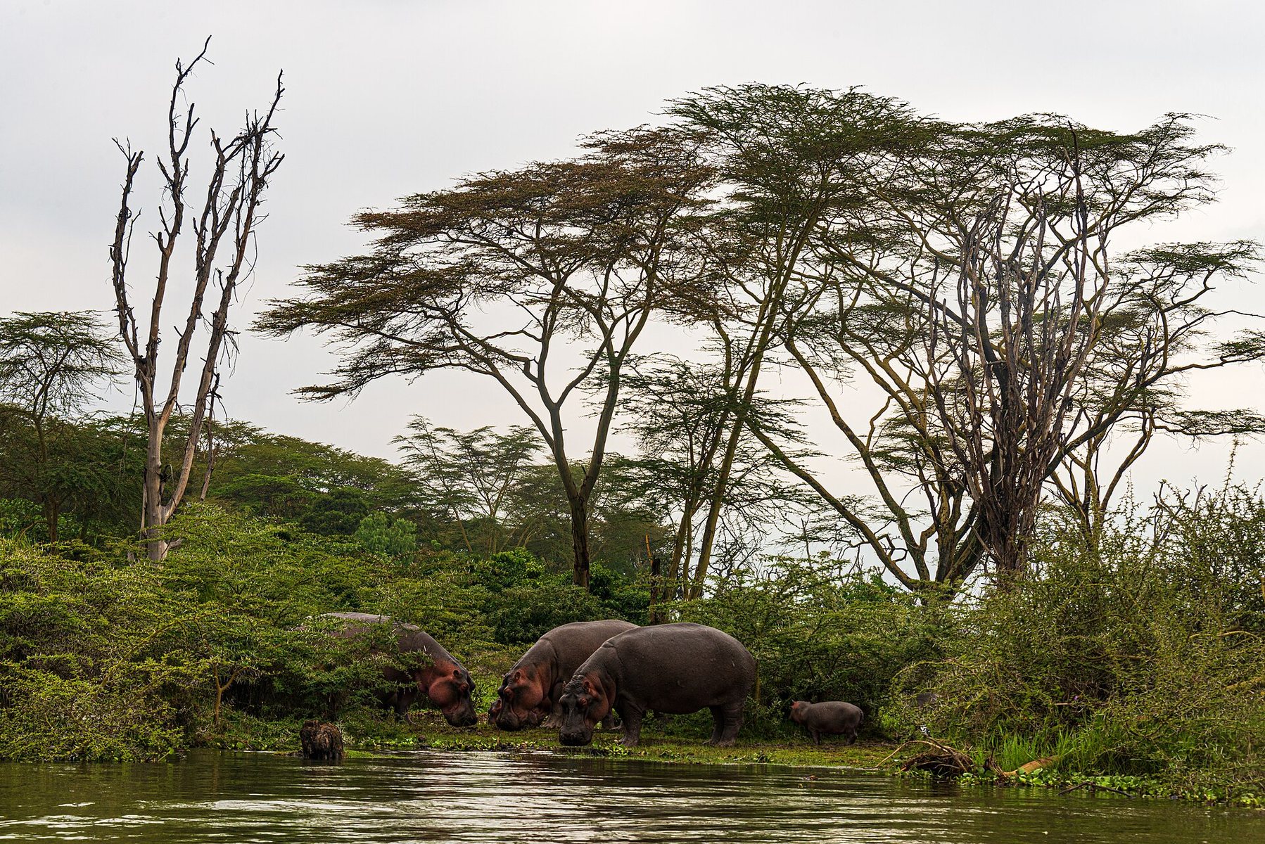 Hippos and young on the shore of Lake Naivasha