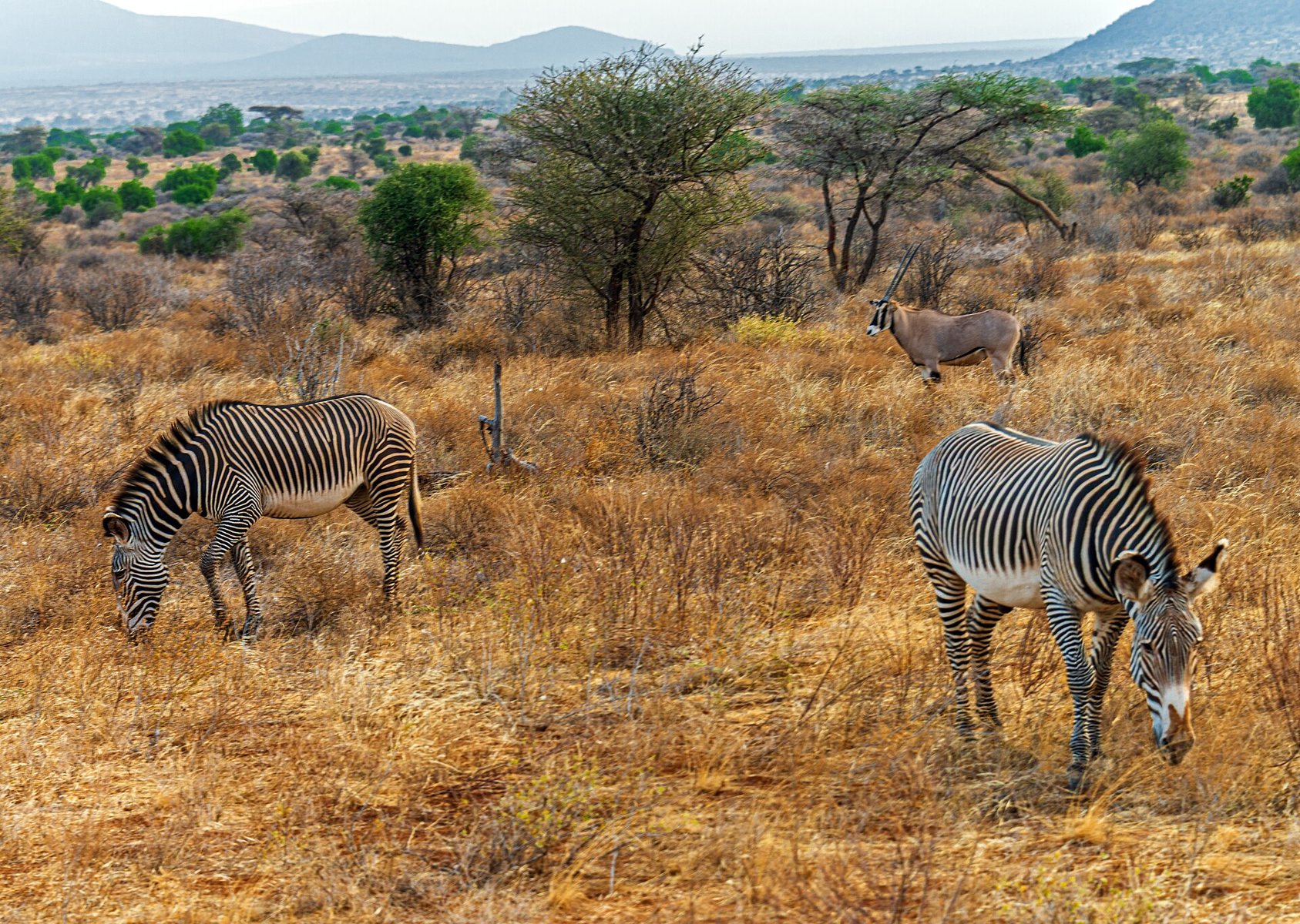 Grevy's zebras in Samburu National Reserve