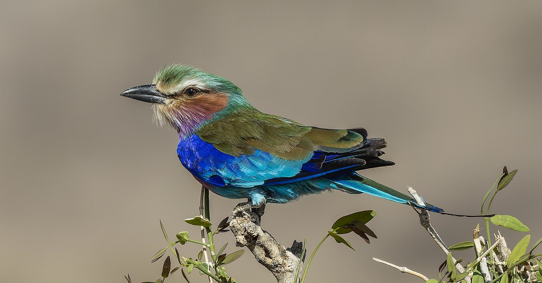 Lilac-breasted roller in Buffalo Springs National Reserve
