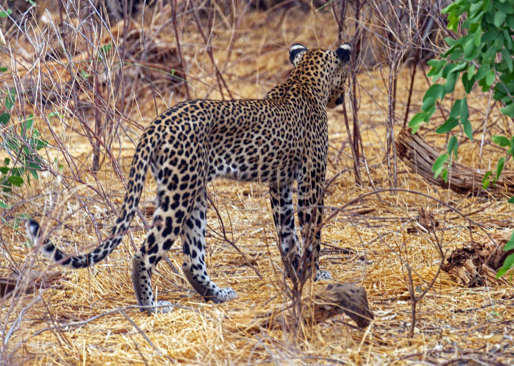 Leopard walking through Samburu National Reserve