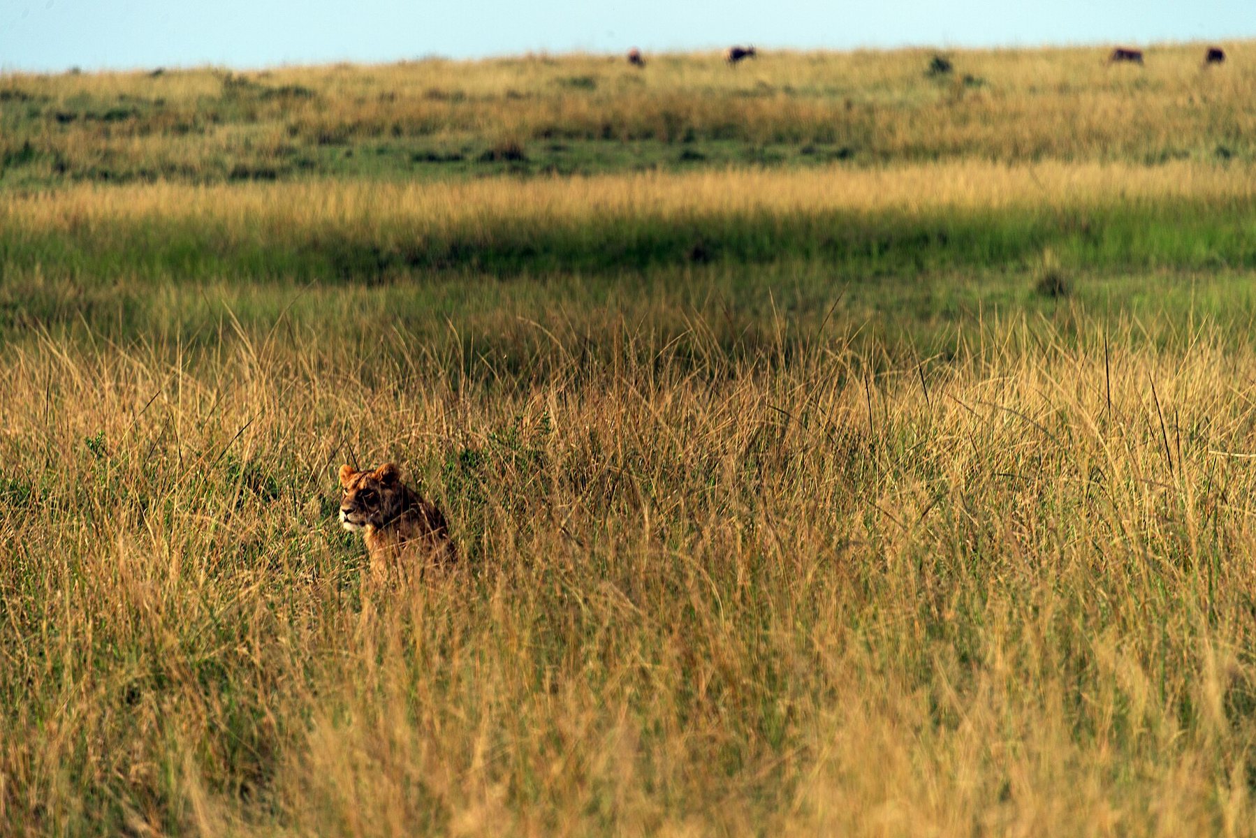 Lioness in a Maasai Mara landscape