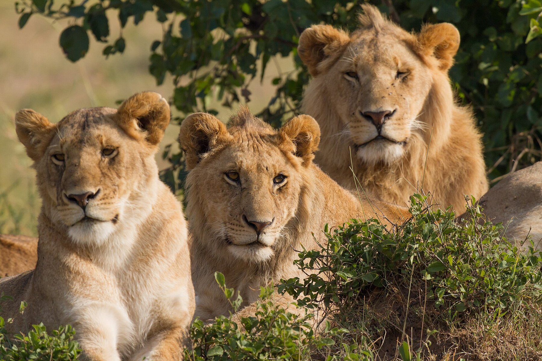 Lion family in the Maasai Mara