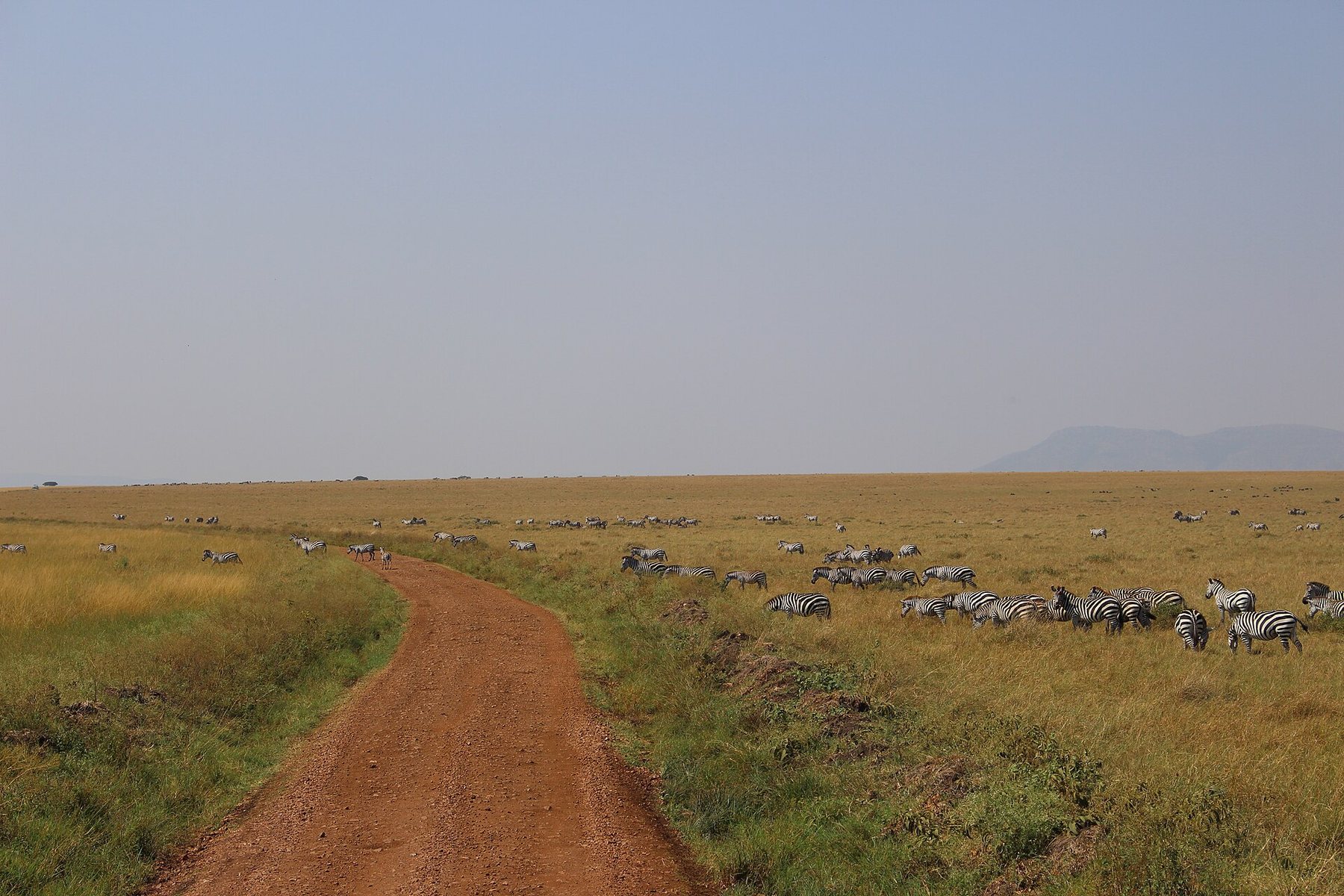 Zebra migration in the Maasai Mara