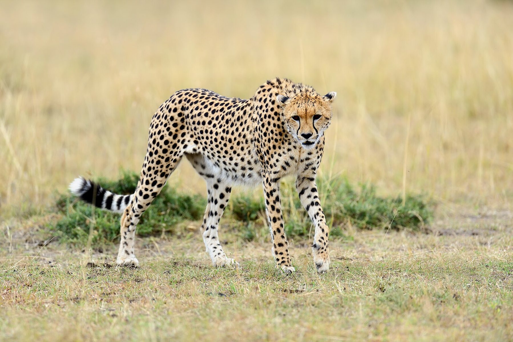 Cheetah in the Maasai Mara