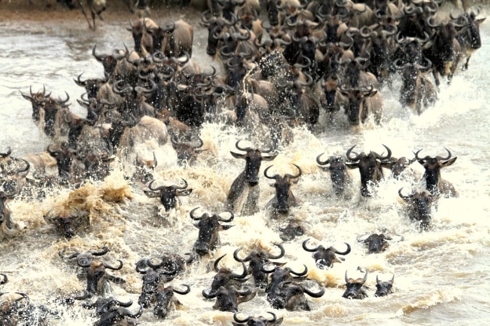 Wildebeest migration in the Maasai Mara