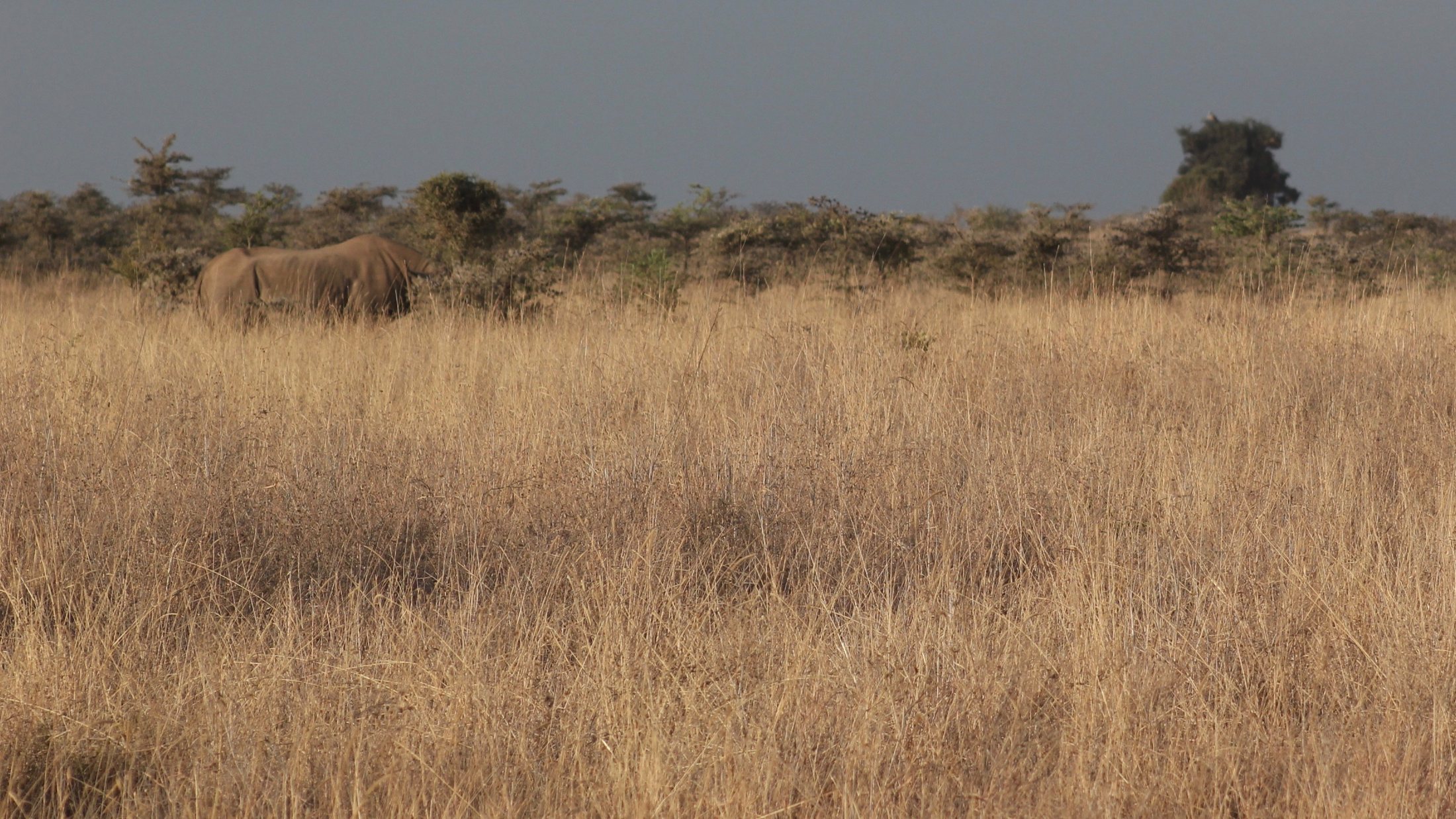 Black rhino in Nairobi National Park