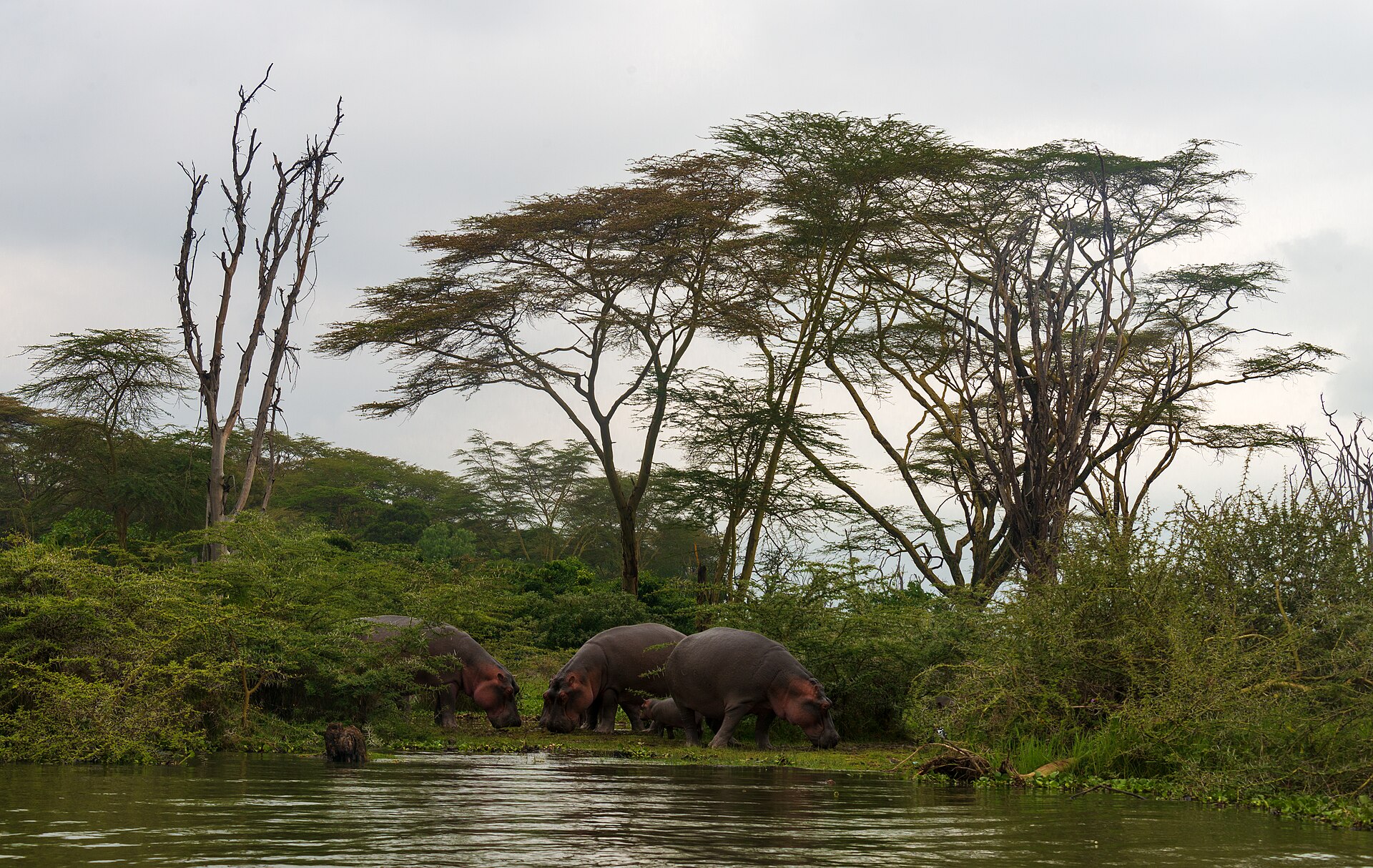 Hippos on the shore of Lake Naivasha